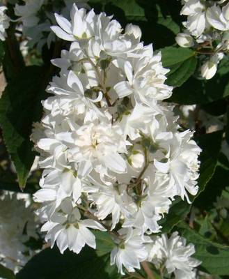 DEUTZIA X MAGNIFICA